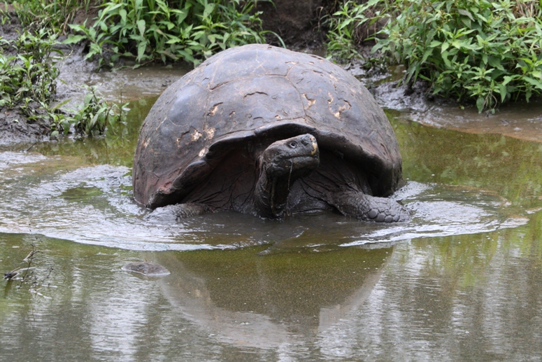 galapagos